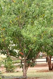 Image result for Croton megalobotrys