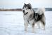 Akita Husky Mix