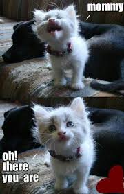 Funny Animal Pictures Of The Day 24 Pics Funny Animal Pictures Cute Animals Kittens Cutest