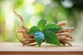 Cuisine - Pratique. Les plantes adaptogènes et leurs actions contre le  stress