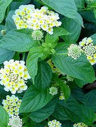 10 Gorgeous Yellow Annual Flowers Butterfly Garden Plants Hummingbird Plants Plants
