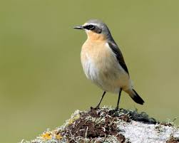 Wheatear Oenanthe Oenanthe Bird Watching Image Ireland