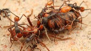 La grande nouveauté de cette année si particulière, c'est la prédominance des comptes youtube consacrés aux enfants. Des Fourmis Decapitent Leur Reine Zapping Sauvage Youtube