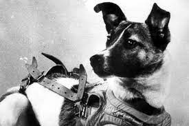 As history records alexander the great being gifted no fewer than 150 dogs, it can be tricky to extract the truth about the noble hound peritas. The 5 Most Famous Dogs In History Toby Eats The World