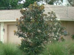 Little gem magnolia tree florida. Little Gem Southern Magnolia