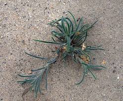 Image result for Disa cryptantha