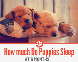Get toys, treats & training guides customized for your furbaby each month. How Much Do Puppies Sleep At 6 Months How Much Is Enough
