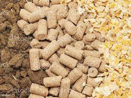 Foto De Girassol Refeicao Milho E Farelo De Fundo Comida Para Cavalos E Mais Fotos De Stock De Cavalo Familia Do Cavalo Istock