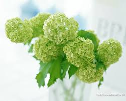 We did not find results for: Green Viburnum Elegant Viburnum Flowers 10 Green Flowers Types Of Flowers Green Hydrangea