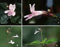 Image result for Isoglossa gregorii