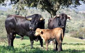 Pin By Miguel Higuero On Country Cow Calf Cow Photos Cattle