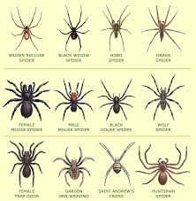 Grass spider, spider identification chart smashit smash t smash it smash, spider identification ehrlich pest control, meet the deadliest spiders in tennessee u s pest protection, 9 common types of spiders identification threats. How To Spider Proof Your Home There S One Thing That Actually Works Spider Identification Spider Identification Chart Poisonous Spiders