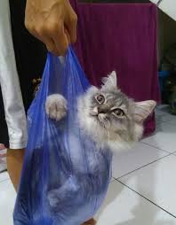 Bulunya dicukur pemilik ekspresi kucing oren ini bikin ngakak. Gemes Banget 10 Potret Lucu Kucing Diplastikin Ini Bikin Ngakak Kucing Lucu Bikini