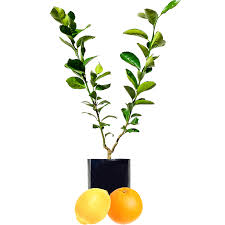 Orange + orange + lemon $449.95. Fruit Salad Trees Different Fruit On The Same Tree Australia Wide