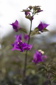 8 Wildkrauter Zum Ernten Im Fruhjahr In 2020 Blumenwiese Anlegen Pflanzen Blumen Wiese