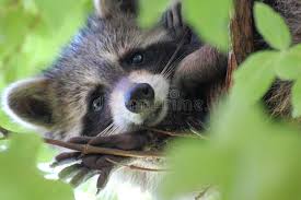 Raccoon A Raccoon Procyon Lotor Looks Down From Its Resting Place In A Tree Affiliate Lotor Resting Place Raccoon Raccoon Ad Enoty Kroshka Enot