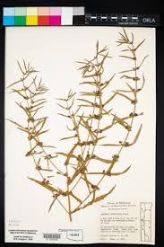 Image result for Nesaea dinteri