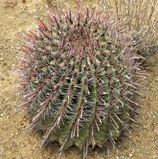 They are drawn toward sunlight; Fishhook Barrel Cactus Ferocactus Wislizeni Kaktus