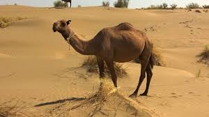 También es habitual que los animales del desierto se cobijen bajo tierra, en madrigueras o directamente tapándose con la arena. Animales Del Desierto Los Mas Inofensivos Y Los Mas Peligrosos