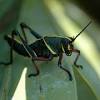 Florida black grasshopper yellow stripe. 1