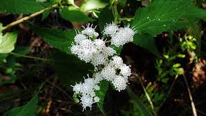 Image result for Ageratinastrum