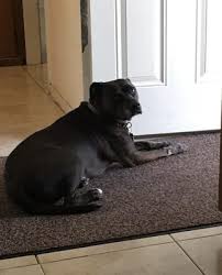 Therapeutic laser unit, wellness program, pet portal, monthly vaccine clinic, our partners, hospital videos, slide show, photo contest winner, health programs, tc's biggest loser, wellness plans, our articles, quiet cat ward. Vca Community Companion Animal Hospital 68 Photos 148 Reviews Veterinarians 5271 Sereno Dr Temple City Ca Phone Number