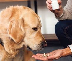Besides best online pet pharmacy, how do i know which is the hottest topic at the moment? 7 Best Online Pet Pharmacies 2021 Reviews