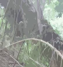 Image result for Orthopichonia schweinfurthii