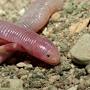 Profile Picture of Five-toed Worm Lizard (Bipes biporus) - iNaturalist (@inaturalist.org) on Google