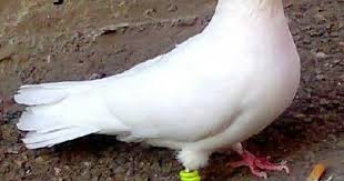 Usak Guvercinleri Turkiye
