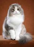 Scottish Fold Cat Breed Information, Pictures ...
