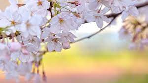 Cherry Blossom Spring Flowers Wallpaper Spring Desktop Wallpaper Cherry Blossom Wallpaper
