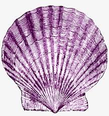 Clam shell crafts images free. Shell Art Sea Shells Nautical Clip Art Navy Marine Posterazzi Scallop Shell Nline Engraving 19th Century Png Image Transparent Png Free Download On Seekpng