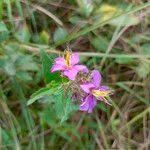 Image result for Dissotis brazzae