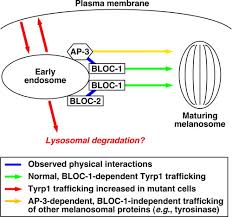 See all related lists ». Bloc 1 Interacts With Bloc 2 And The Ap 3 Complex To Facilitate Protein Trafficking On Endosomes Molecular Biology Of The Cell