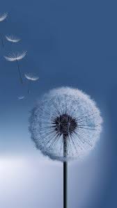 Pure Bright Dandelion Blowing Macro Iphone 8 Wallpaper Download Iphone Wallpapers Ipad Wallpap Dandelion Wallpaper Nature Iphone Wallpaper Samsung Wallpaper