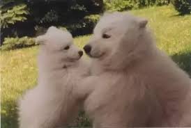 Which Do You Find Cuter The Golden Retriever Puppy Or The Samoyed Puppy Quora