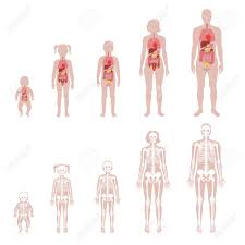 All internal organs are situated in the chest and abdomen. Human Skeleton And Internal Organs Of Different Ages Anatomy Royalty Free Cliparts Vectors And Stock Illustration Image 143591212