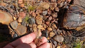 Image result for Bulbostylis pusilla