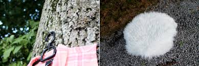 Vad tänker kungen när kungen blickar tillbaka på sin förfader? Quiethell
