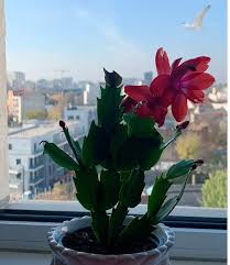 Adaugat de pe telefon la 13:32, 3 ianuarie 2021. Schlumbergera Sfaturi De La Floraria Trias