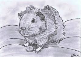 Meerschweinchen ausmalbilder süß / meerschweinchen bilder zum ausmalen : Zeichnen Bilder Tiere Novocom Top