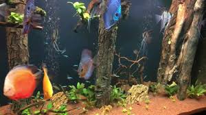 10+ ikan hias air tawar populer yang cocok dipelihara di rumahmu] variasi dari hiasan aquarium memang sangat banyak. Ikan Hias Aquarium Tercantik Di Dunia Youtube