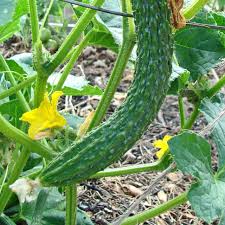 Image result for Cucumis sativus