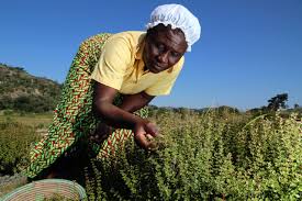 Image result for Myrothamnus