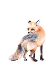 Pin Van Toos De Bruin Op Tattoo Dieren Vos Tekenen