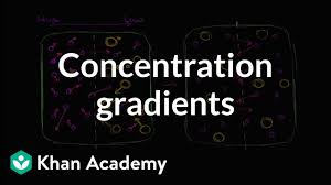 Biology transport in plants part 5 (active & passive transport) cbse class 11 xi. Concentration Gradients Video Khan Academy