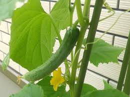 きゅうりの栽培 育て方 支柱立てのコツは プランターでも収穫できる Greensnap グリーンスナップ