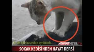Hero Cat Tries To Revive Her Mate Incredible Animal Video Kedi Kalp Masaji Hayat