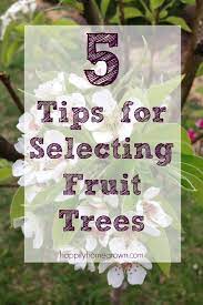 Winter is the best time to decide on new fruit trees for your scottish garden. 5 Tips For Selecting Fruit Trees Happily Homegrown